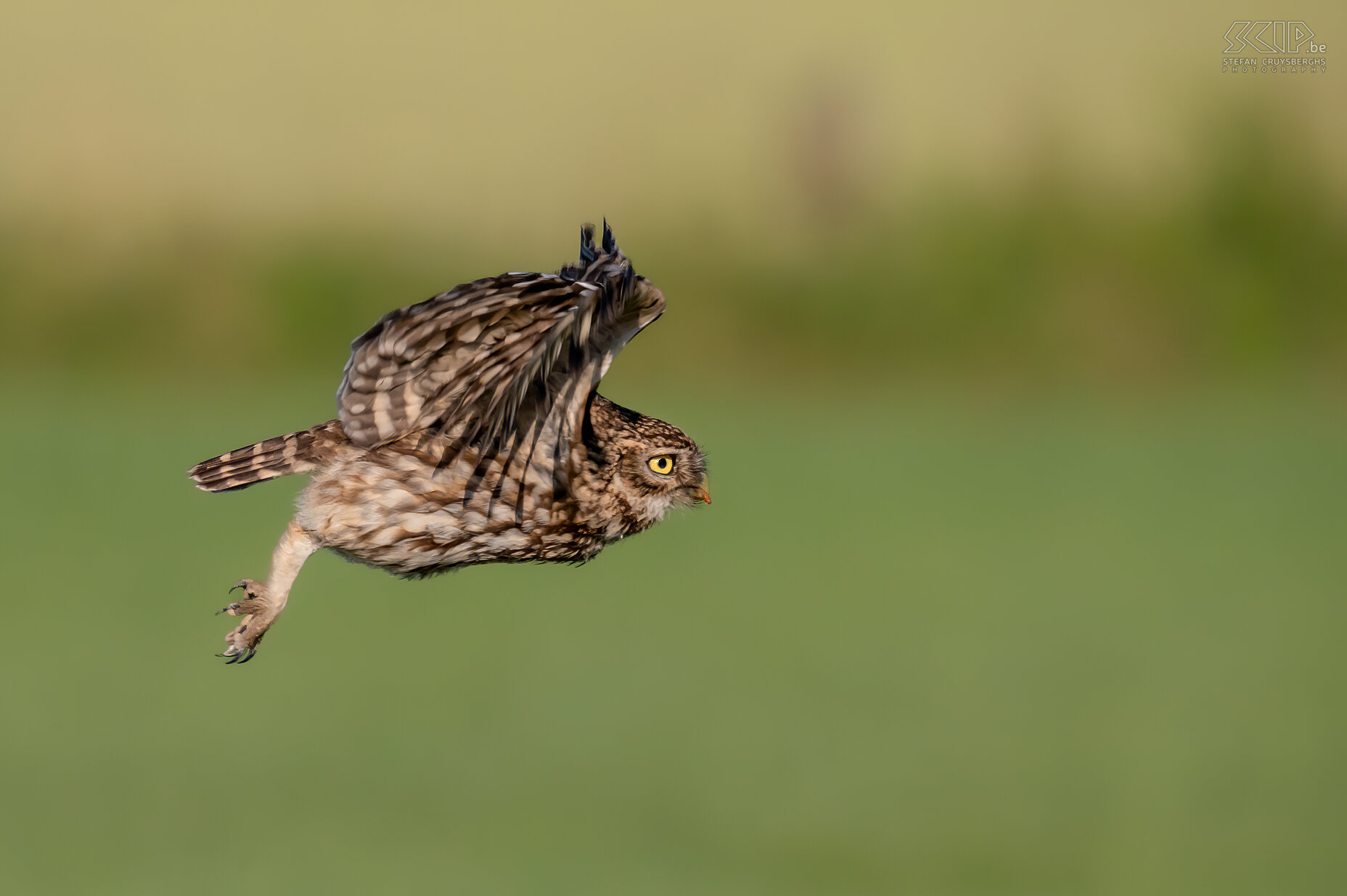 Steenuil Steenuil / Little owl ./ Athene noctua Stefan Cruysberghs